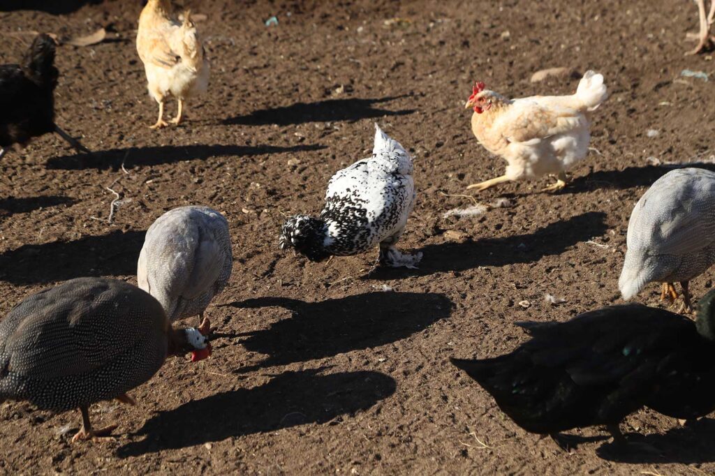 Autors: Foto: Gatis Bogdanovs