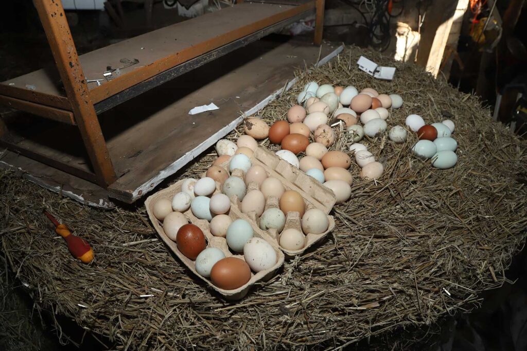 Autors: Foto: Gatis Bogdanovs