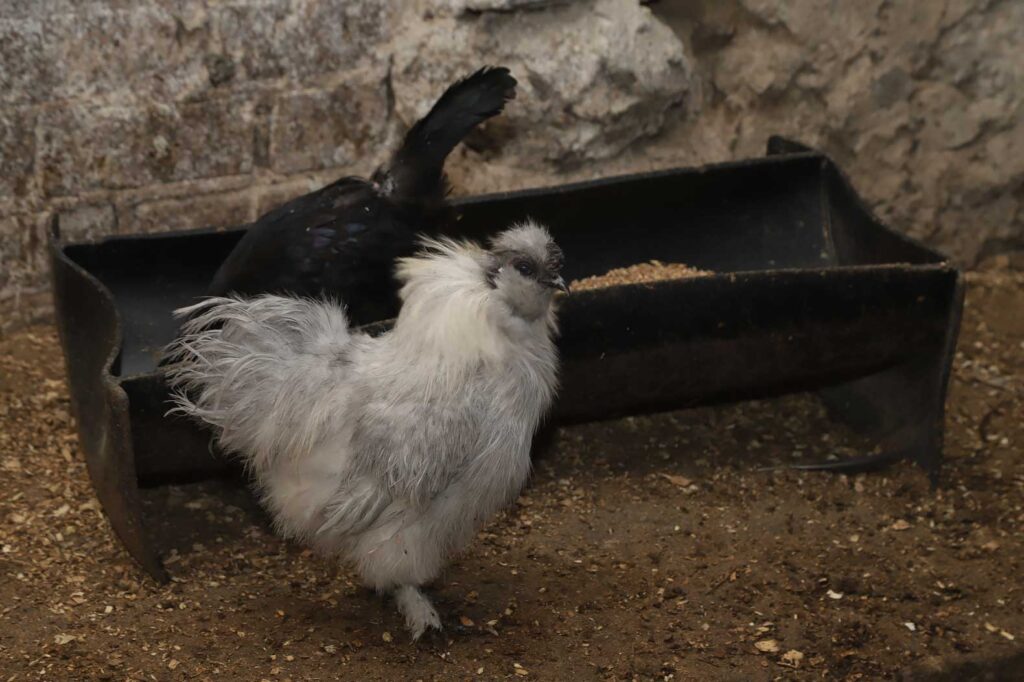 Ķīnas zīda vista.
Autors: Foto: Gatis Bogdanovs