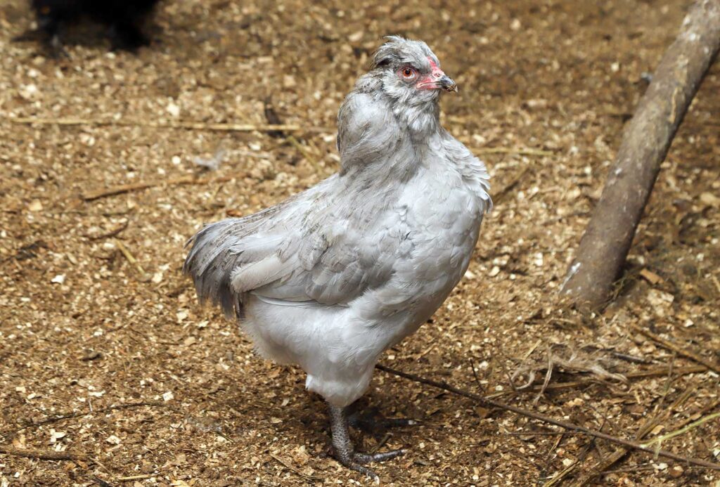 Zilo olu dējējas Lavandas ameraukāni.
Autors: Foto: Gatis Bogdanovs