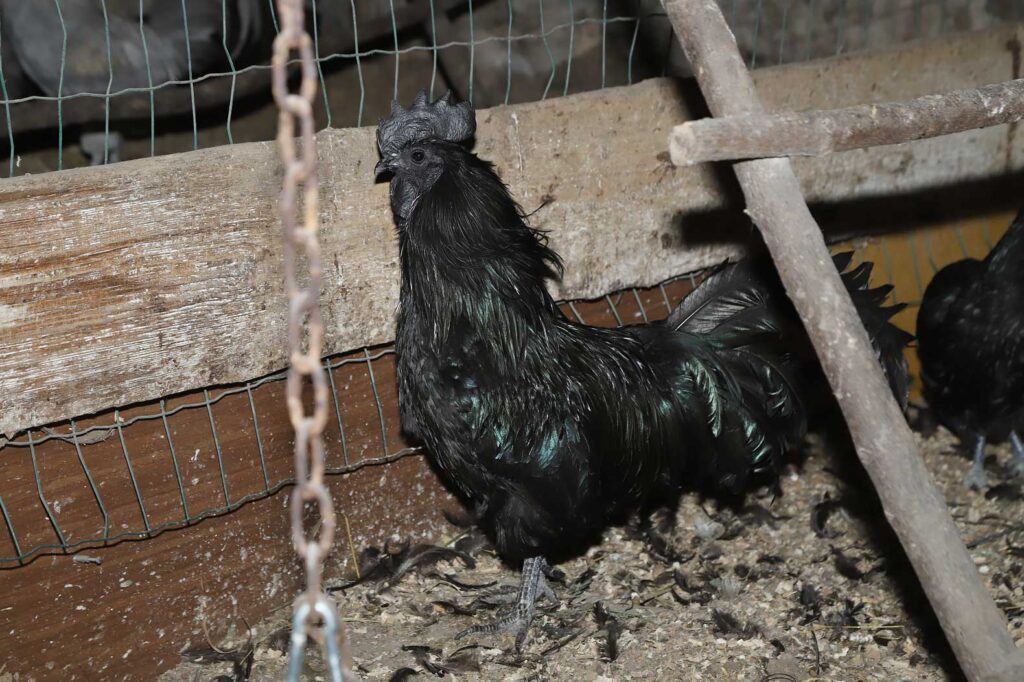 Melnais skaistulis “Ayam cemani”.
Autors: Foto: Gatis Bogdanovs