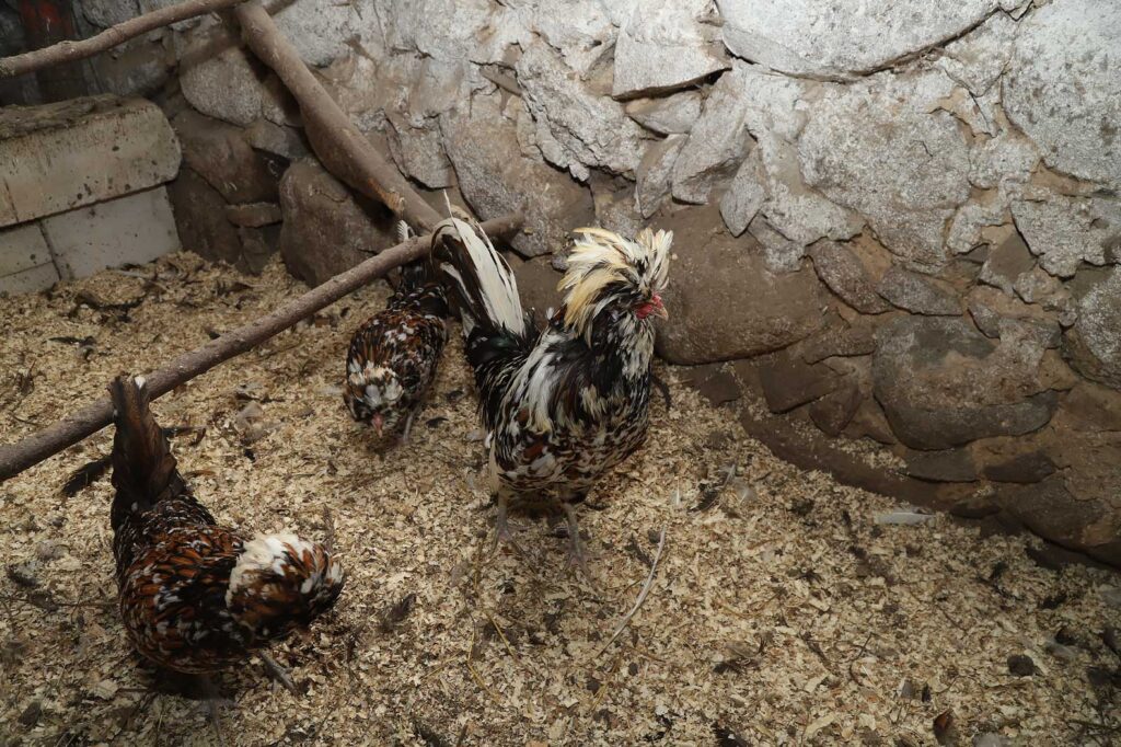 Porcelāna paduāns.
Autors: Foto: Gatis Bogdanovs