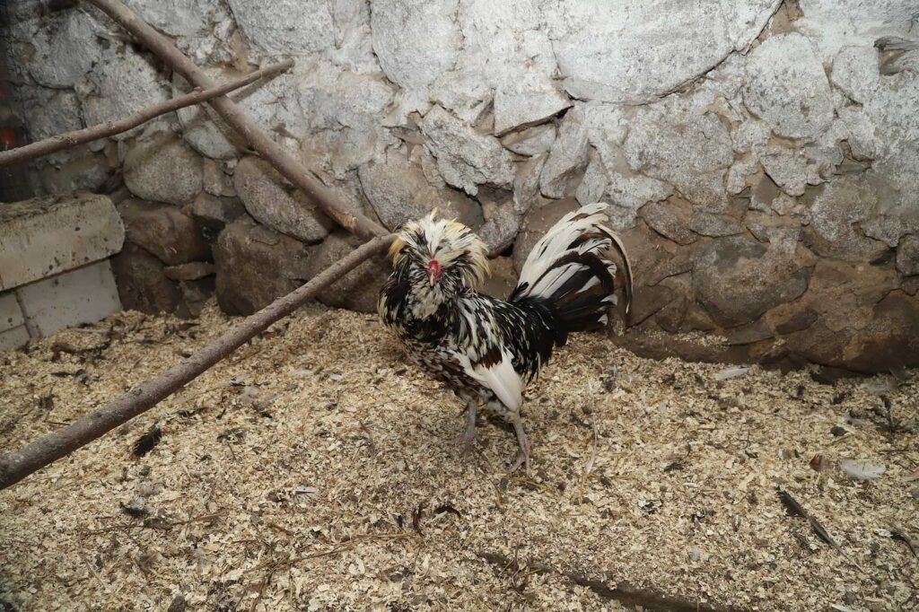 Porcelāna paduāns.
Autors: Foto: Gatis Bogdanovs