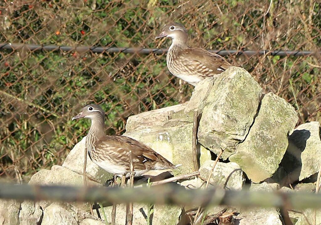 Autors: Foto: Gatis Bogdanovs