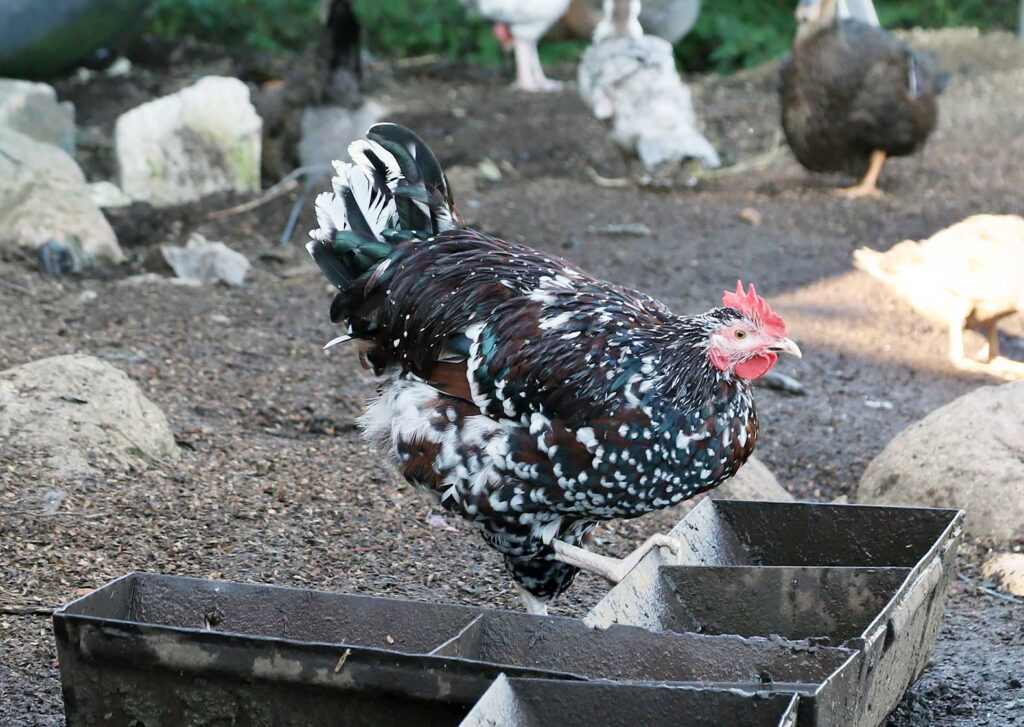 Gailis “Sussex tricolor”.
Autors: Foto: Gatis Bogdanovs