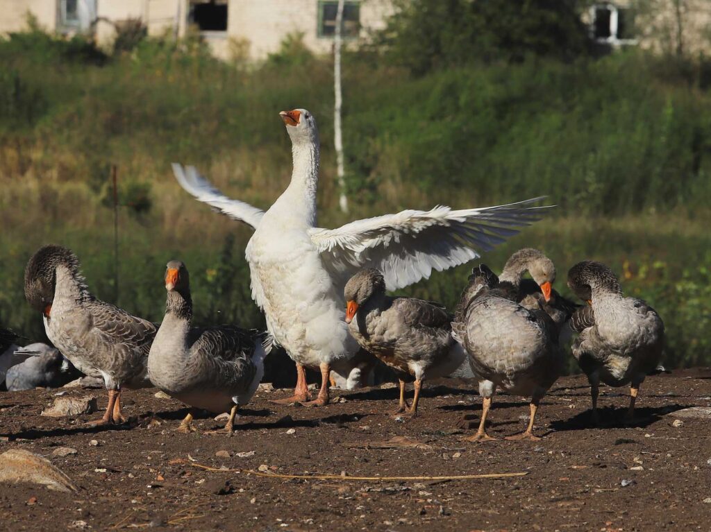 Autors: Foto: Gatis Bogdanovs