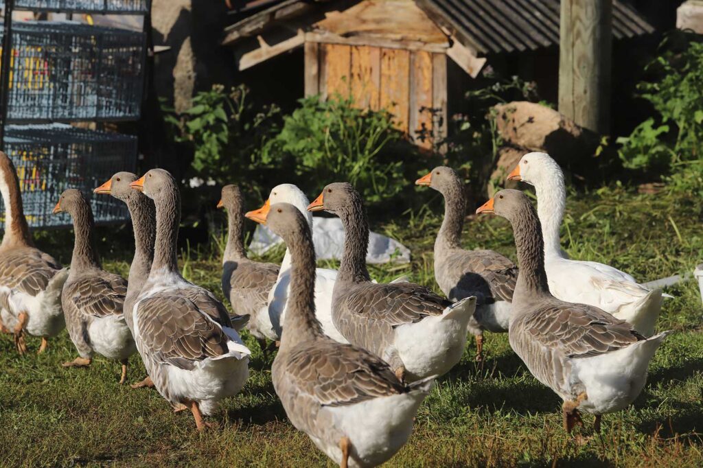 Autors: Foto: Gatis Bogdanovs