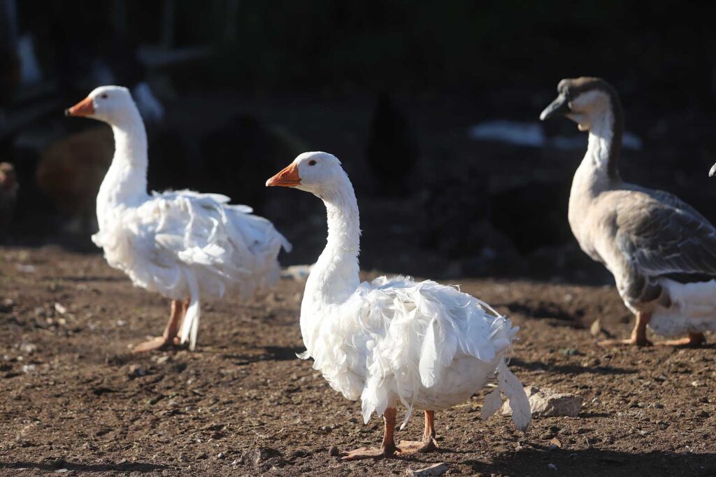 Autors: Foto: Gatis Bogdanovs