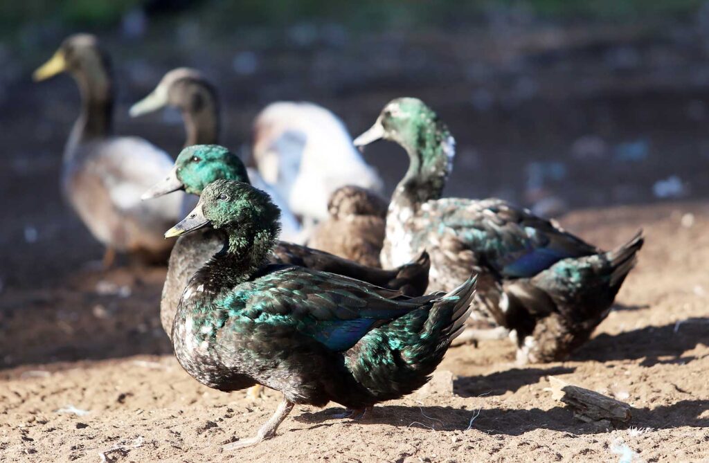 Kajuga pīles – skaists un eksotisks izskats.
Autors: Foto: Gatis Bogdanovs
