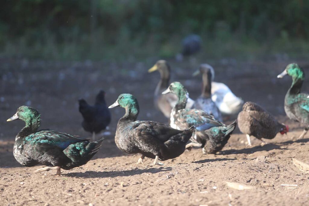 Kajuga pīles – skaists un eksotisks izskats.
Autors: Foto: Gatis Bogdanovs