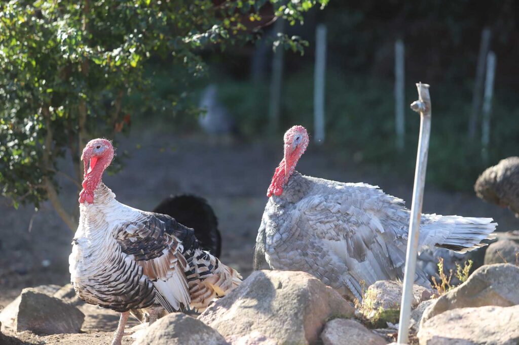 Autors: Foto: Gatis Bogdanovs