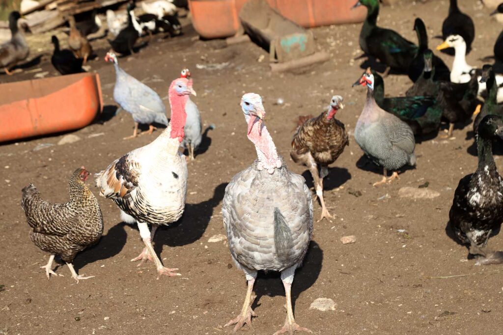 Autors: Foto: Gatis Bogdanovs