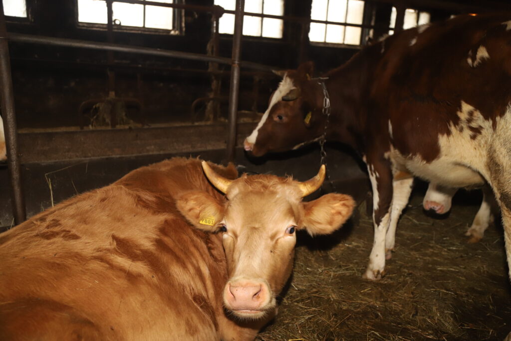 Autors: Foto: Gatis Bogdanovs