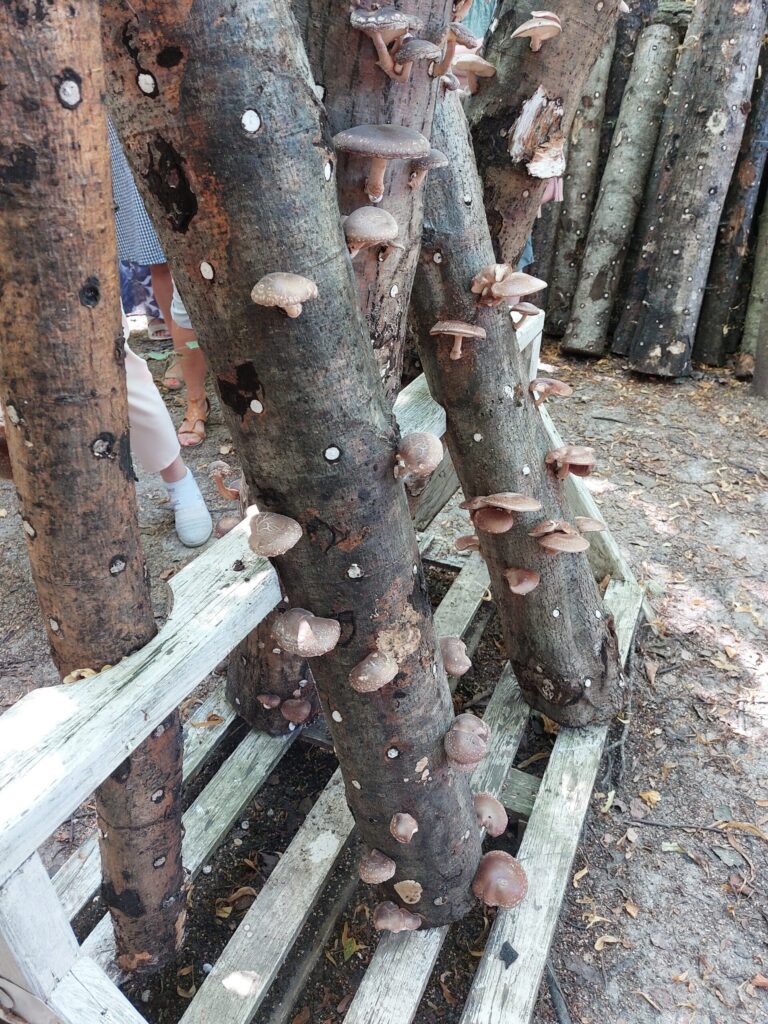 Autors: Foto: Pārsla Konrāde