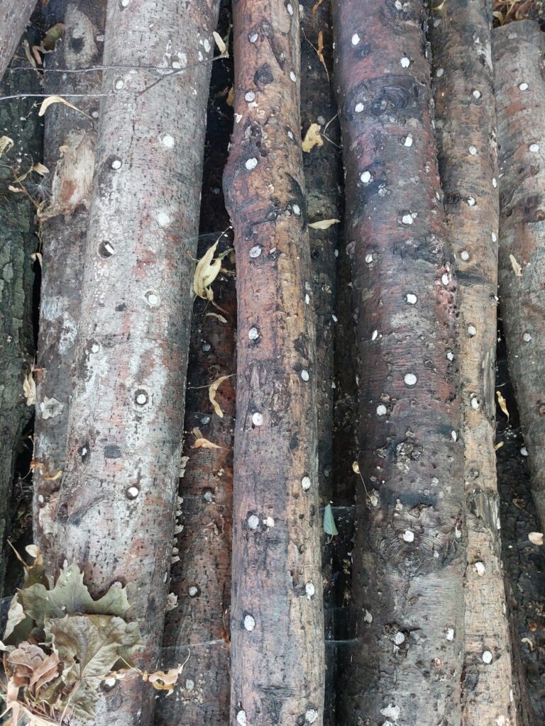 Autors: Foto: Pārsla Konrāde