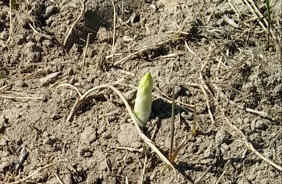 Sparģelis.
Autors: Foto: Pārsla Konrāde