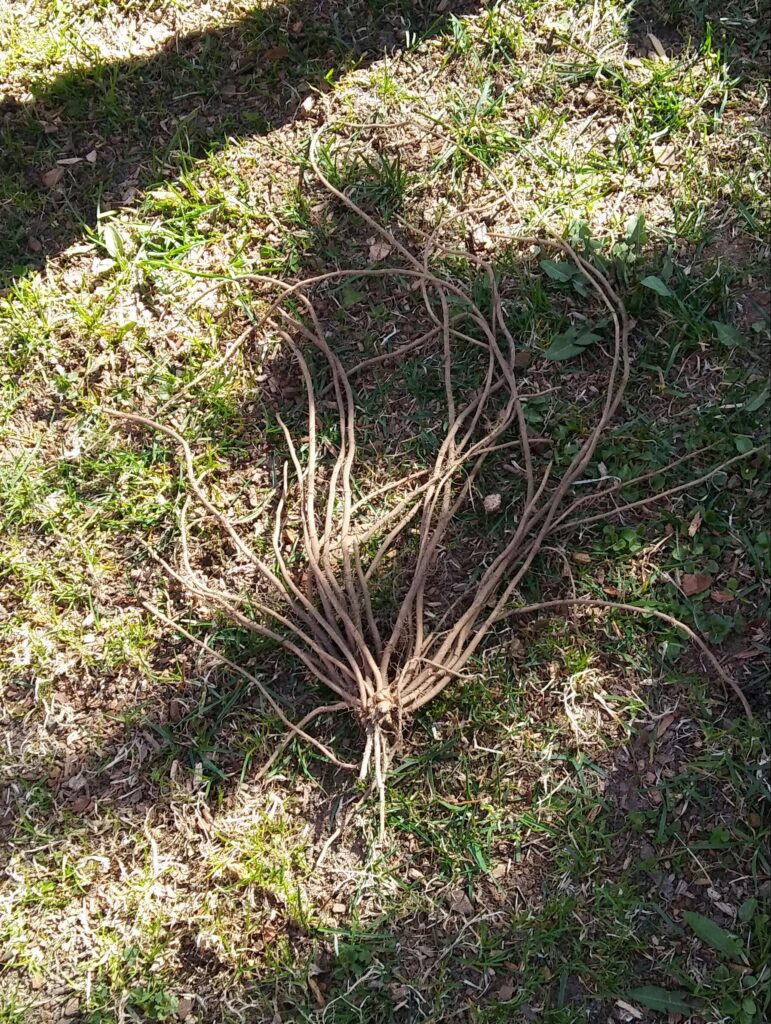 Sparģeļa sakne.
Autors: Foto: Pārsla Konrāde