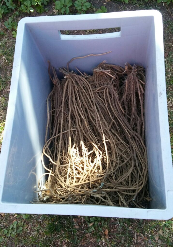 Sparģeļa saknes.
Autors: Foto: Pārsla Konrāde