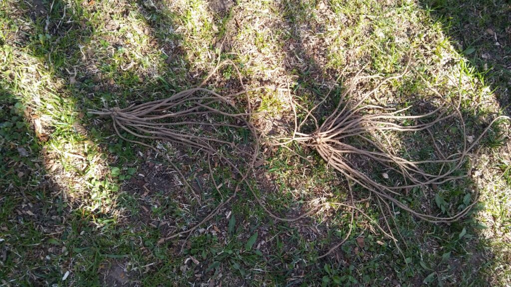 Sparģeļa saknes.
Autors: Foto: Pārsla Konrāde