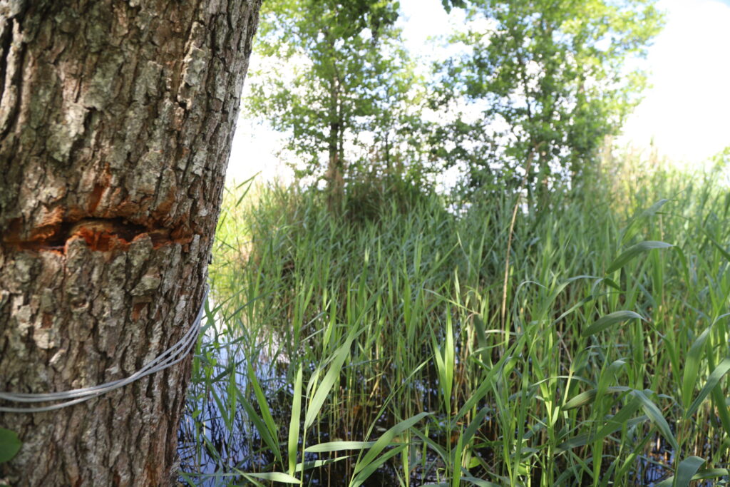 Aluksniesiem.lv raksta attēla aizvietotājs
