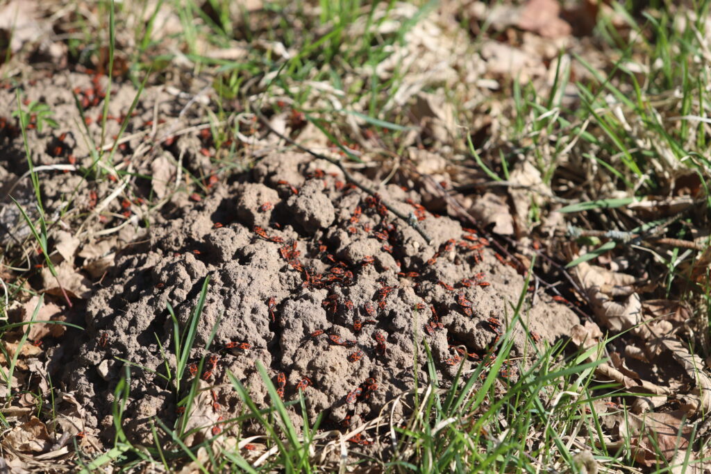 Autors: Foto: Gatis Bogdanovs