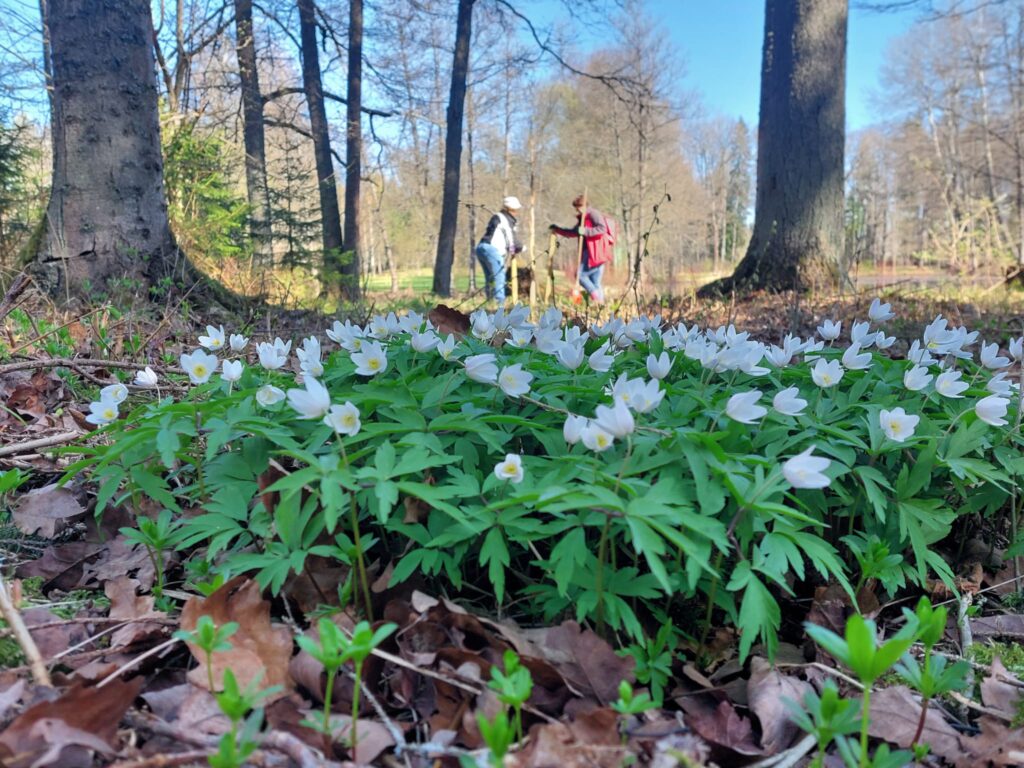 Autors: Foto: Laima Šmite-Ūdre