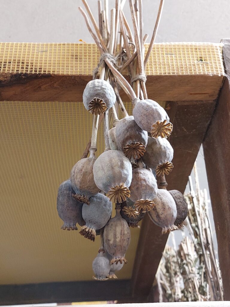 Autors: Foto: Pārsla Konrāde