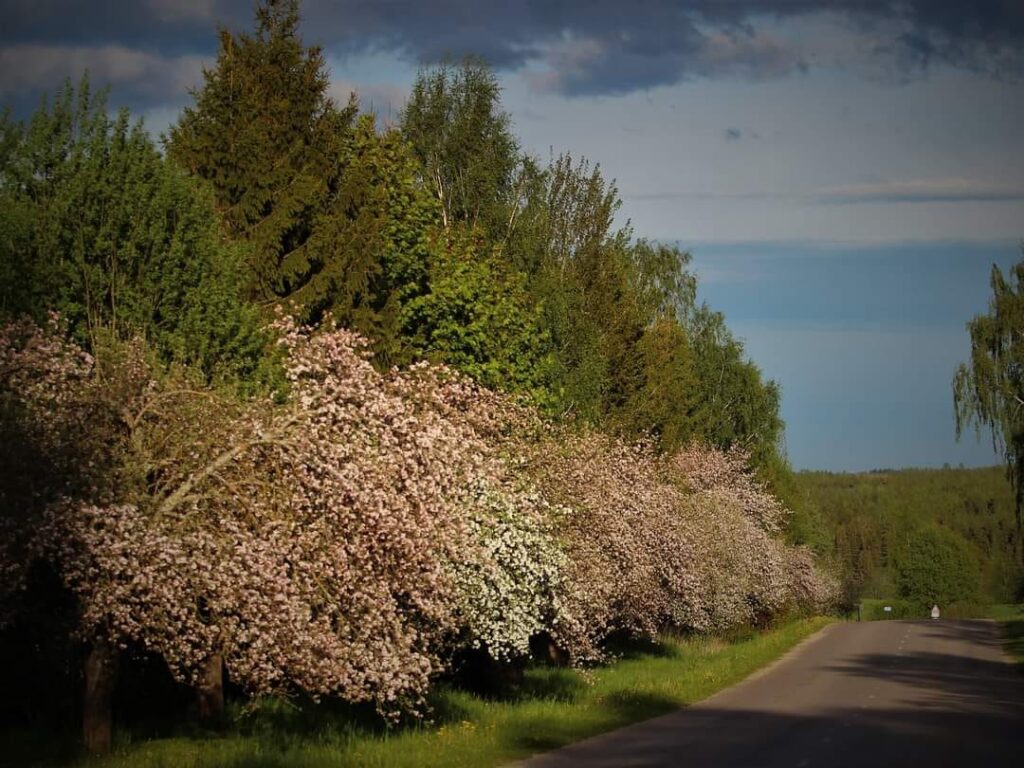Aluksniesiem.lv raksta attēla aizvietotājs