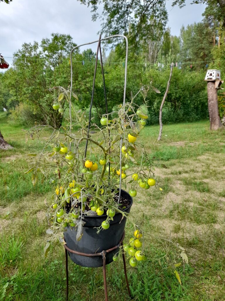 Autors: Foto: Inita Savicka