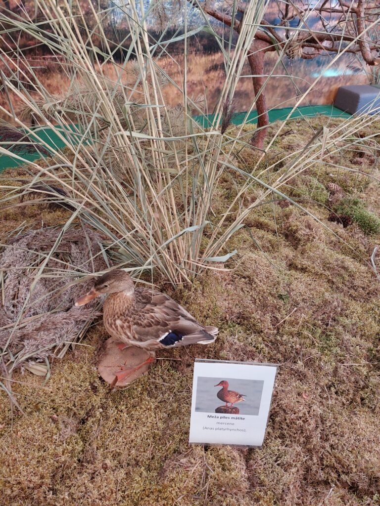 Autors: Foto: Pārsla Konrāde