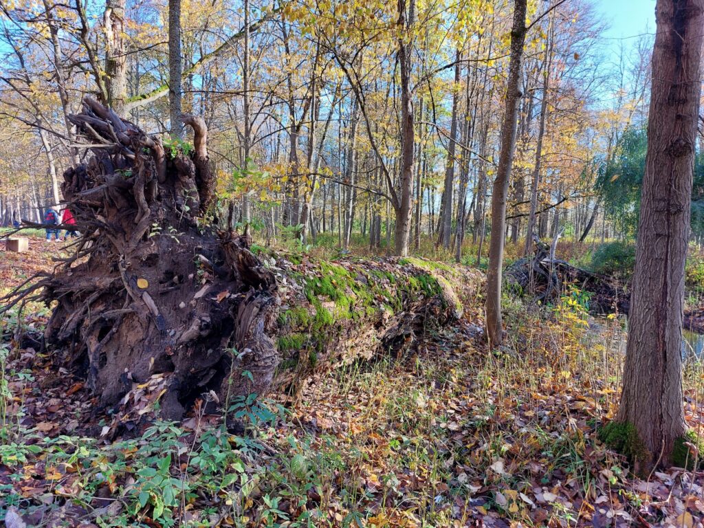 Autors: Foto: Pārsla Konrāde