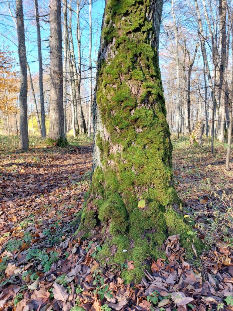 Autors: Foto: Pārsla Konrāde