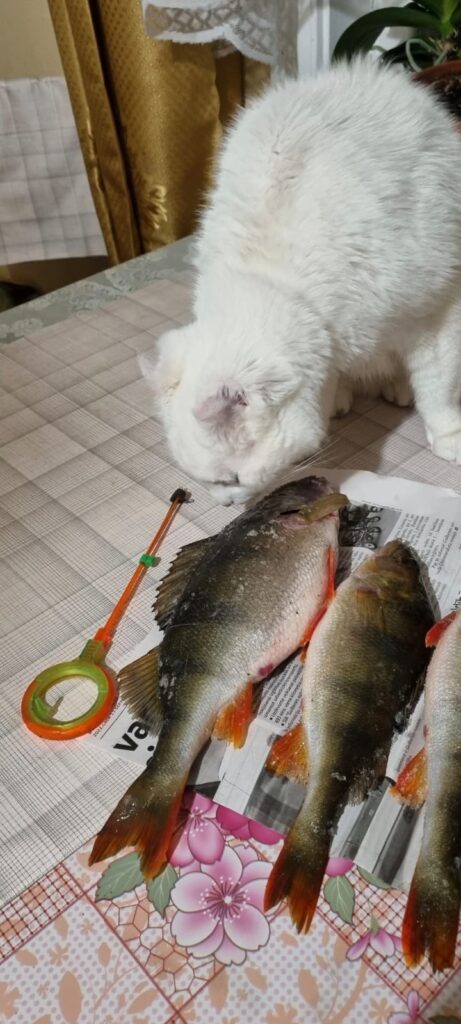 Mājās Velgu Makstenieci un Arvi Cīruli gaida zivju kārumnieks Ņukucis. Laimīgs kaķis, jo viņam ziemā katru dienu tiek zivis. 
Autors: Foto: no privātā arhīva