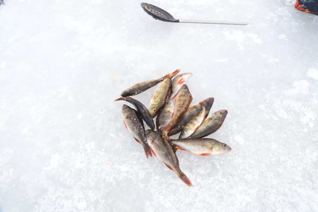 Autors: Foto: Gatis Bogdanovs