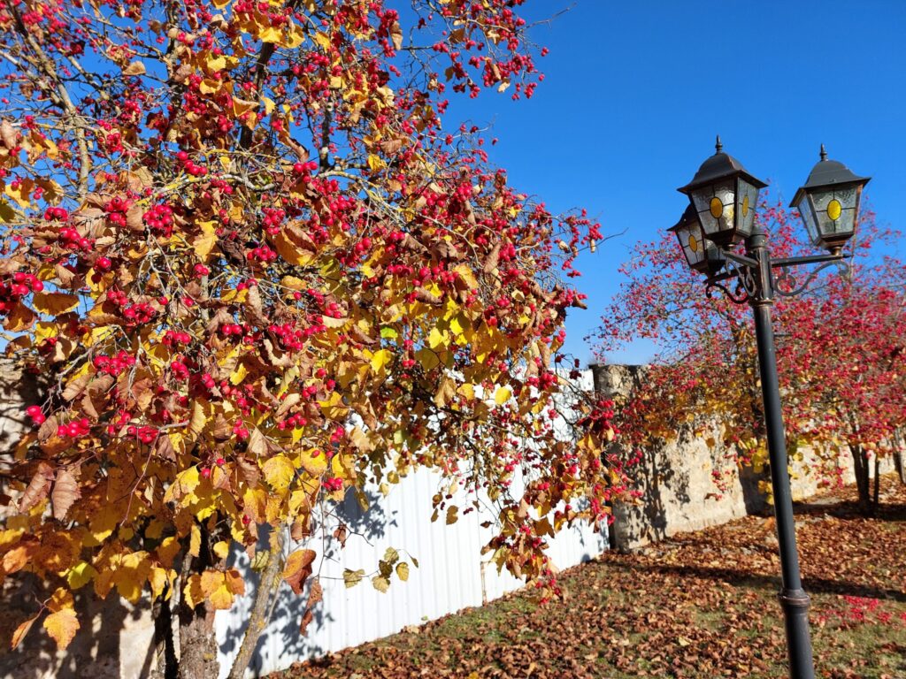 Autors: Foto: Pārsla Konrāde