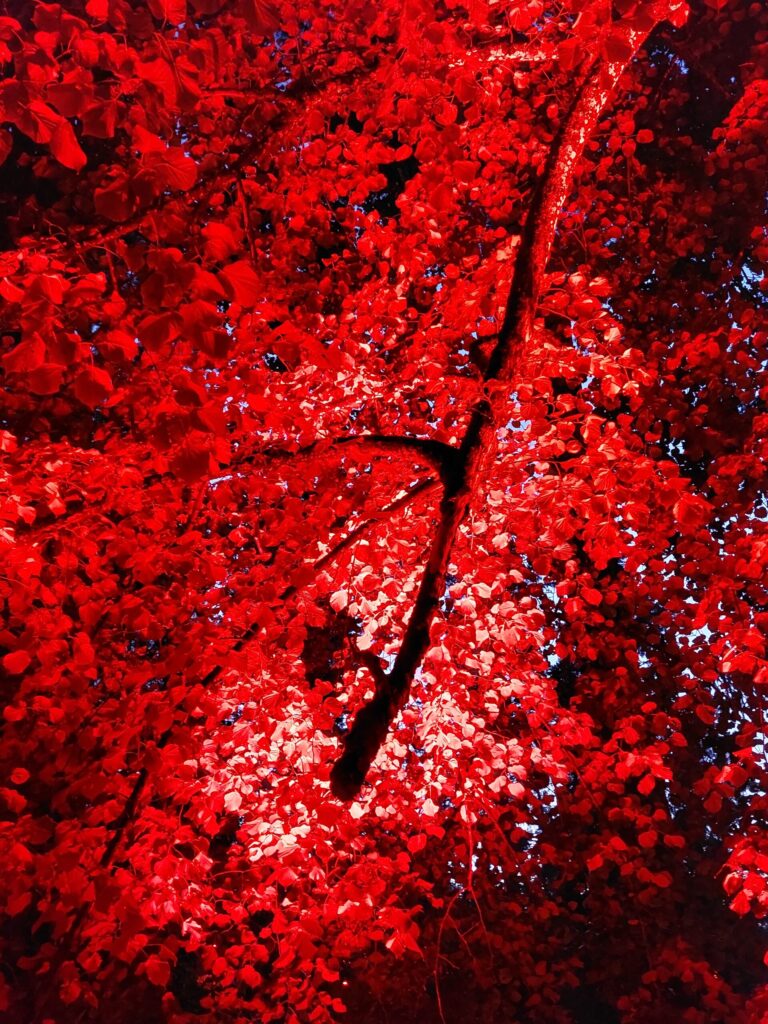 Autors: Foto: Pārsla Konrāde