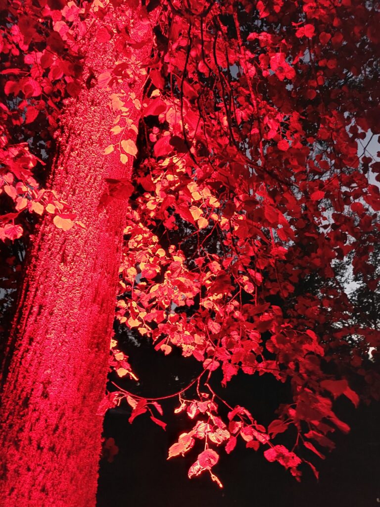 Autors: Foto: Pārsla Konrāde