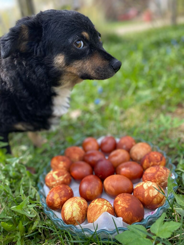 Nez kur zaķis palicis?

Autors: Foto iesūtījusi Aelita Medejse