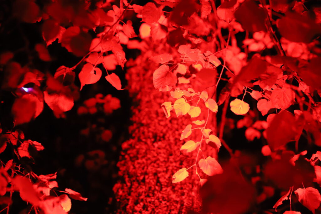 Autors: Foto: Gatis Bogdanovs