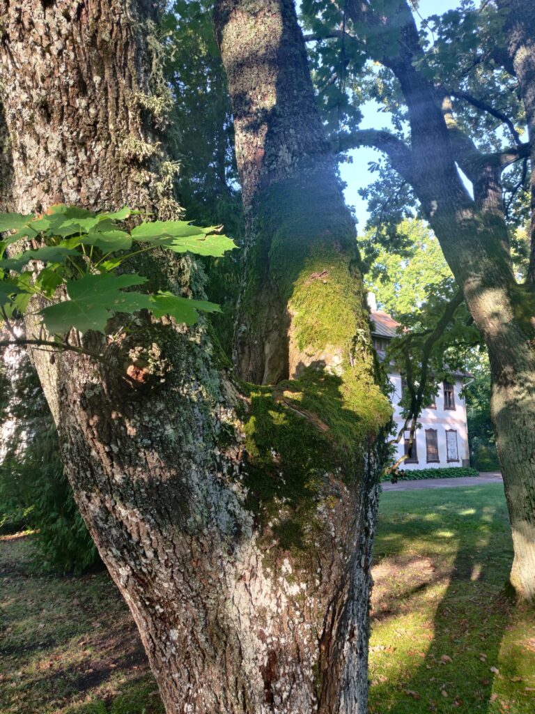 Aluksniesiem.lv raksta attēla aizvietotājs