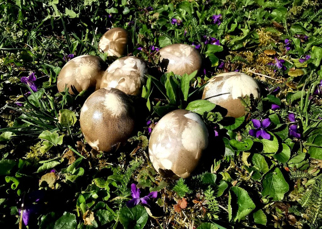 Autors: Foto iesūtījusi Ilze Līdaka