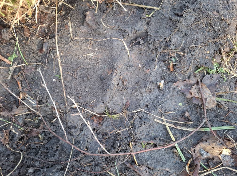 Autors: Foto: Rolands Krevics