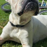 Rankas apkaimē ir pazudis mans suns. Ja kādam ir bijusi&hellip;